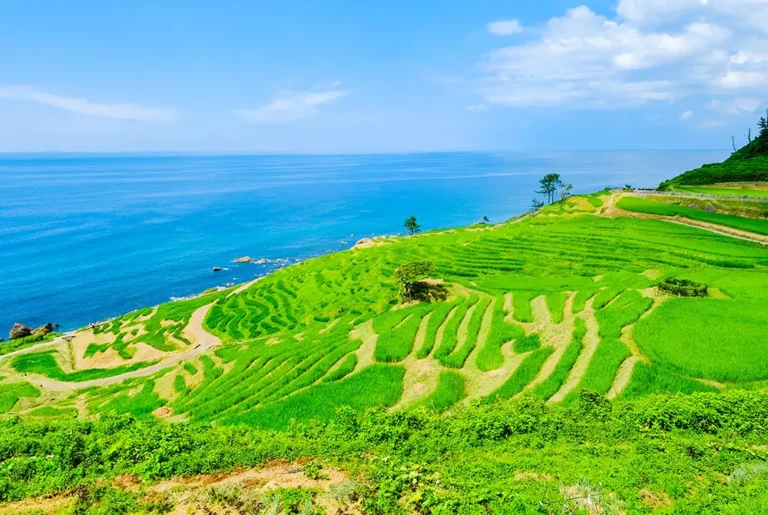 石川県輪島市。白米千枚田。（写真：Adobe Stock）
